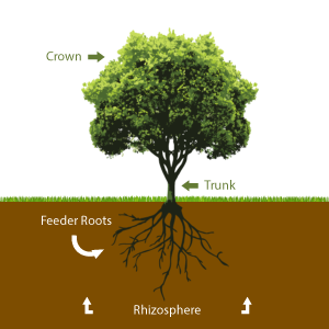 Healthy Trees Need Healthy Soil