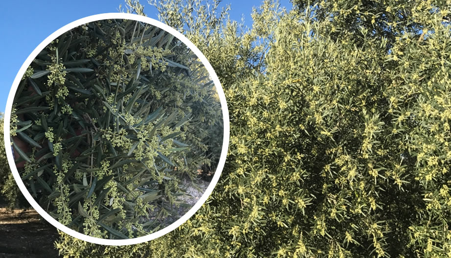 Spectacular Bloom in Olives