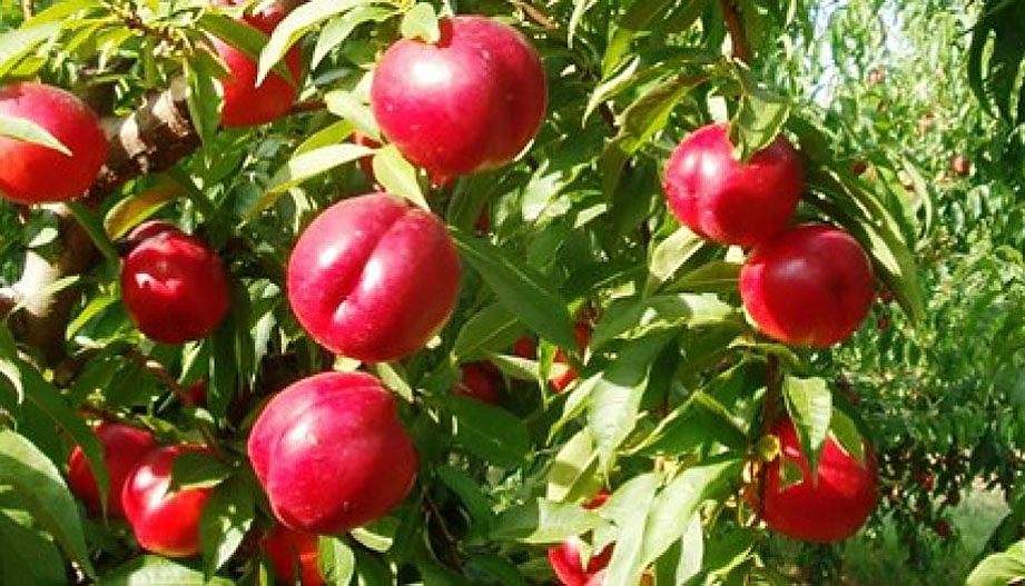 Biofeed Fertilizers on Nectarines