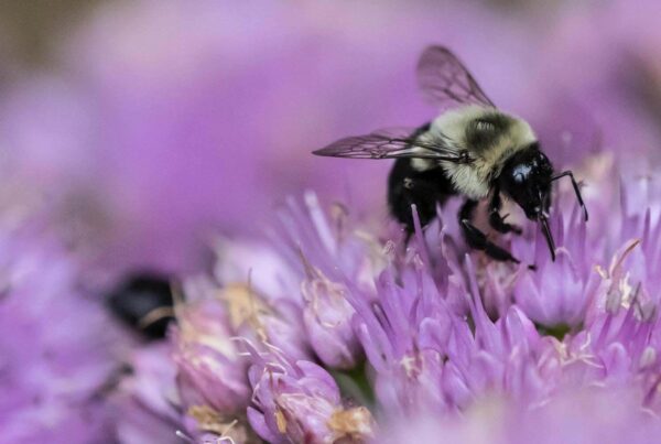 Fertilizer Safe for Bees