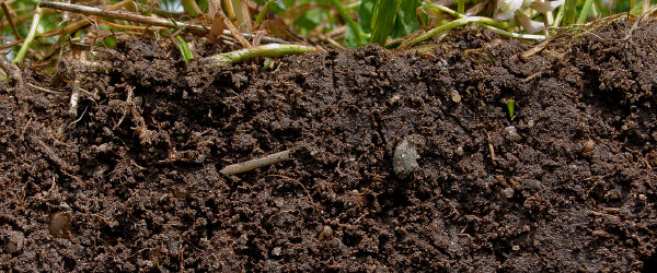 Earthworms Make Your Soil Fertile
