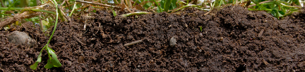 Earthworms Make Your Soil Fertile!