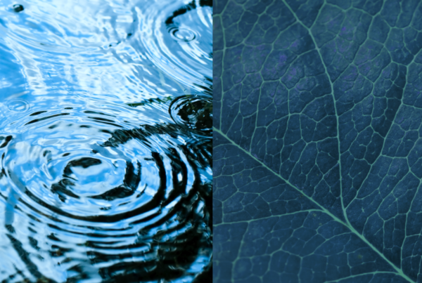 Close up of a blue leaf with water ripples on it, creating a collage of two pictures