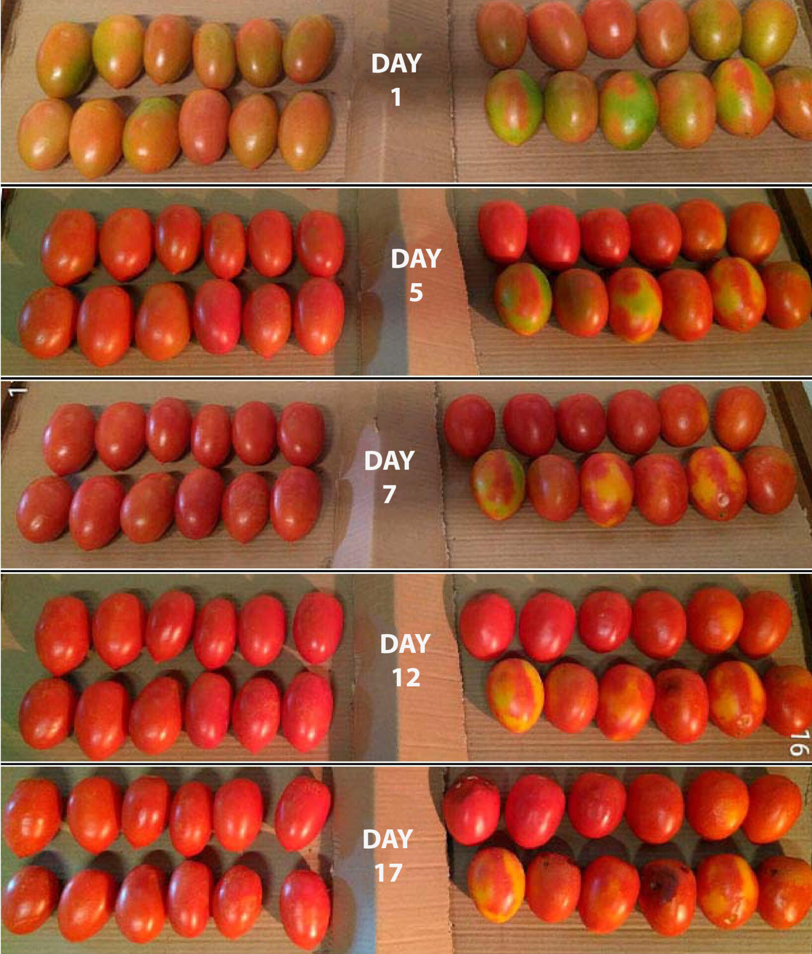 Report Test of Maturation in Pear Tomato With Rebound
