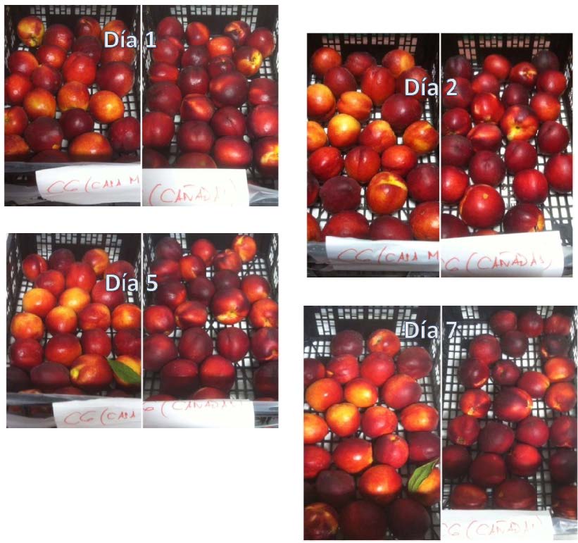FOLLOW-UP AND MONITORING REPORT WITH BIOFEED NUTRITION IN NECTARINE