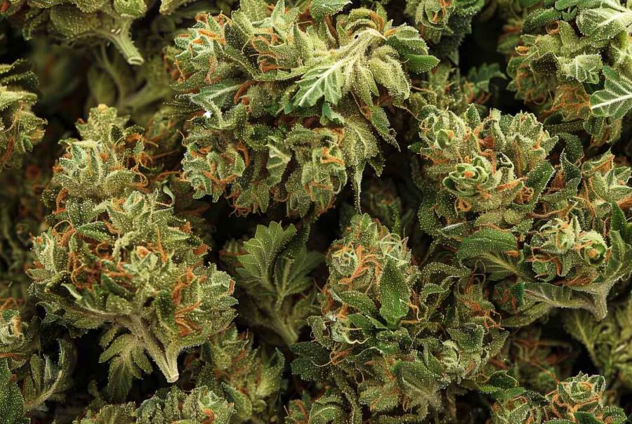 cannabis harvest