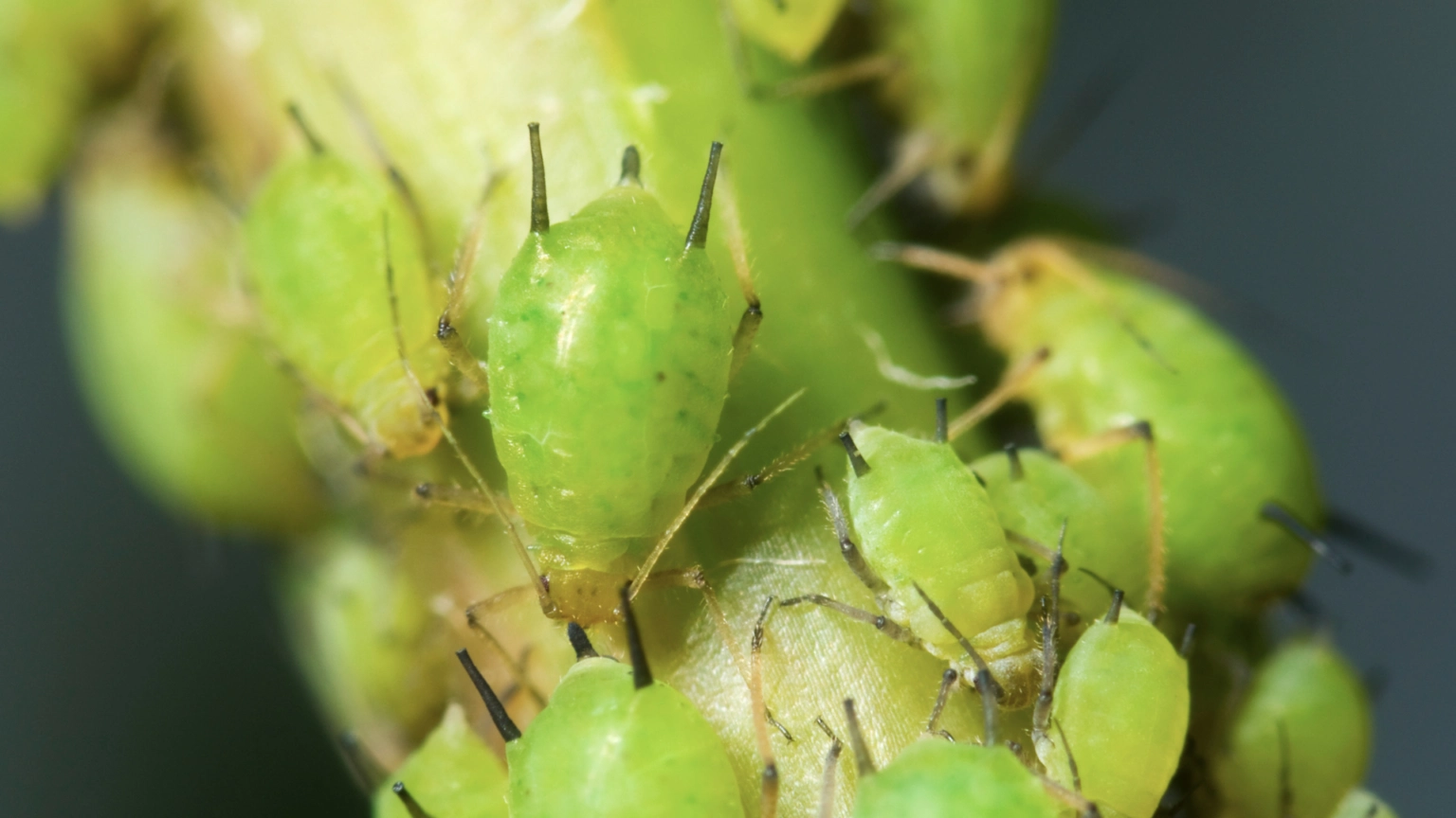 Group of green aphids on a plant, with a blurred background