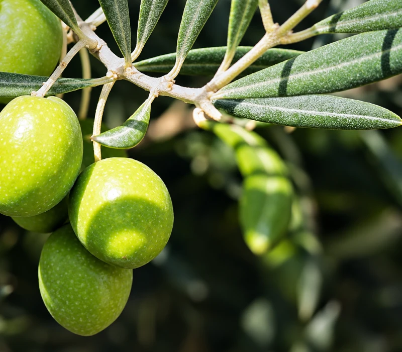 Tree with green olives hanging from its branches